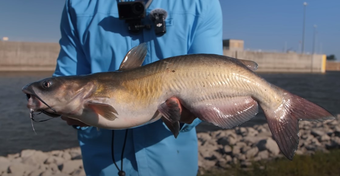 Top 7 Baits to Use When Fishing for Catfish