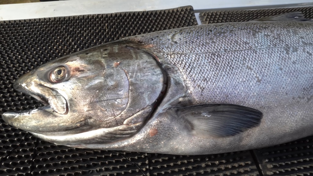 Chinook salmon